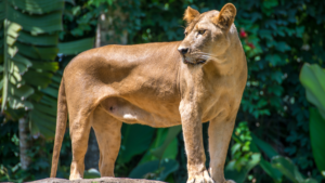 bali zoo