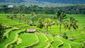 jatiluwih